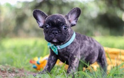 French Bulldog dogs for sale: Cade - Image 8