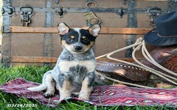Australian Cattle Dog dogs for sale: Crystal - Image 3