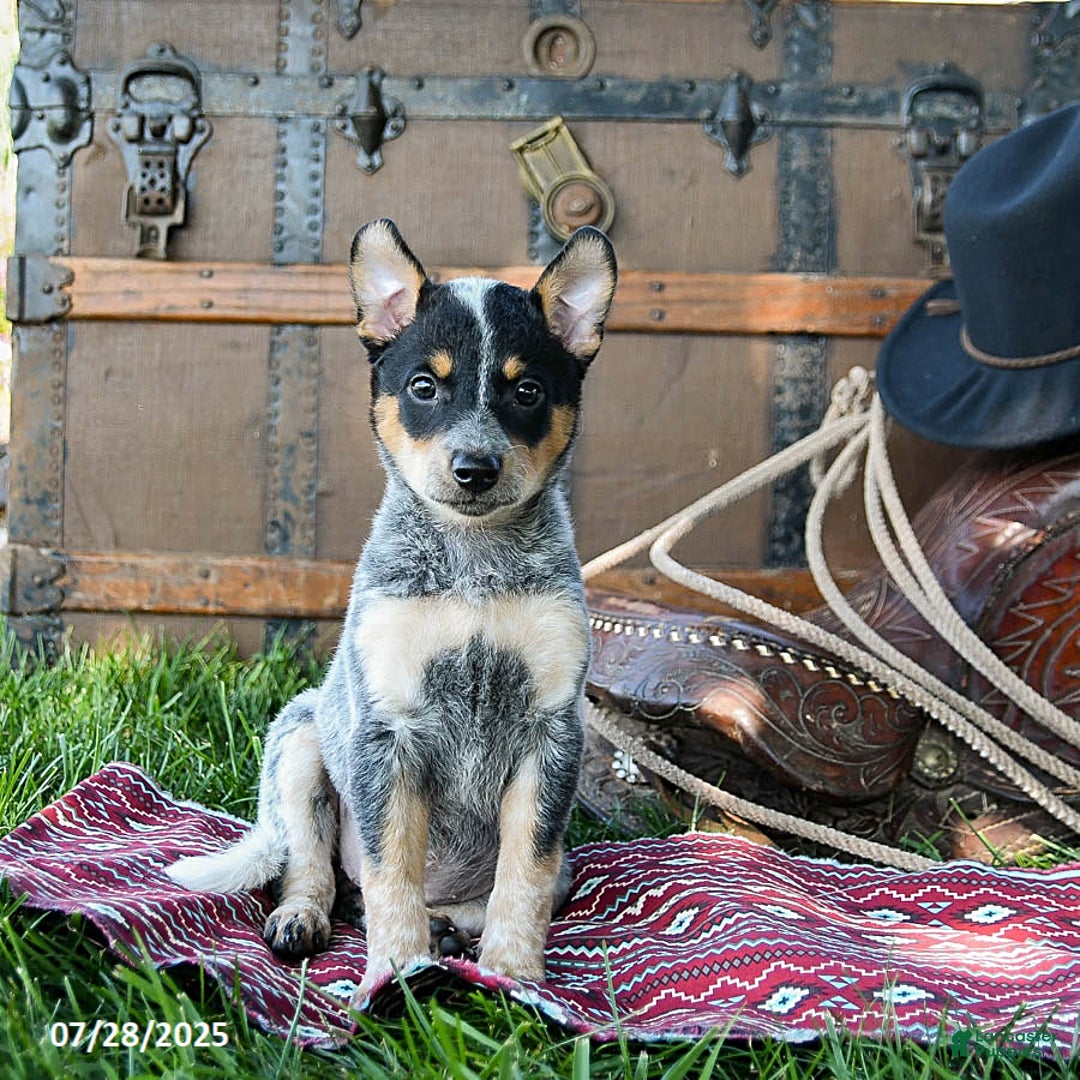 Australian Cattle Dog dogs for sale: Crystal - Image 3