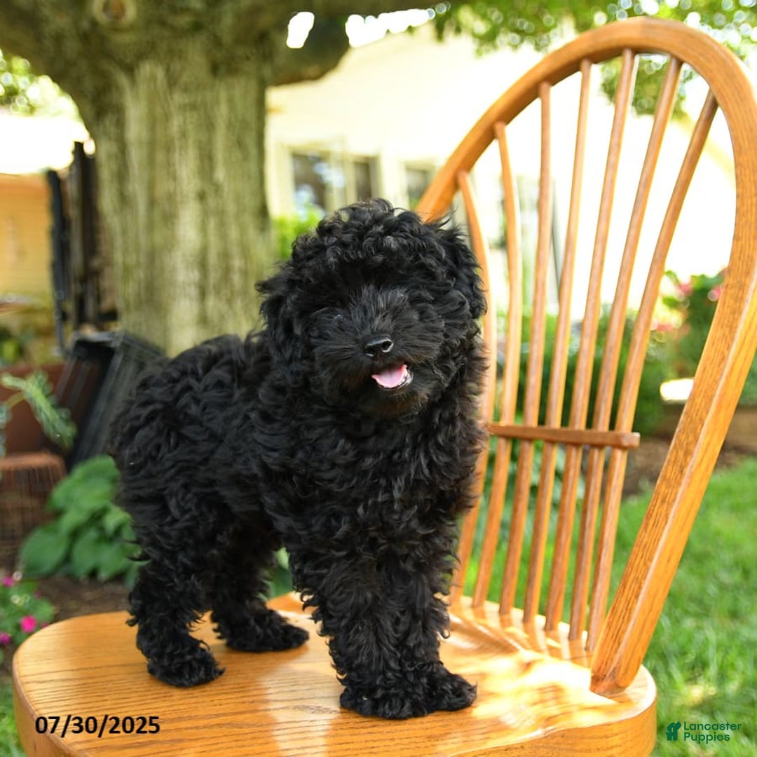 Toy Poodle dogs for sale: George - Image 7