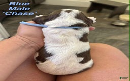 English Springer Spaniel dogs for sale: Chase - Image 2