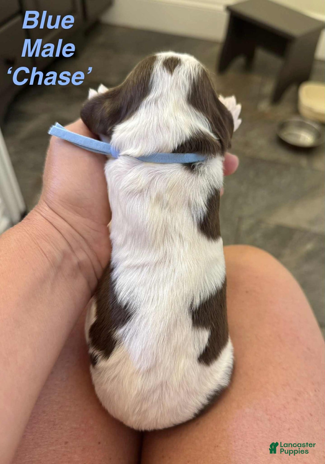 English Springer Spaniel dogs for sale: Chase - Image 2