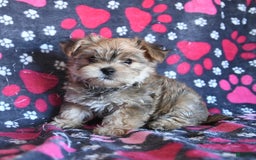 Morkie dogs for sale: Murphy - Image 2
