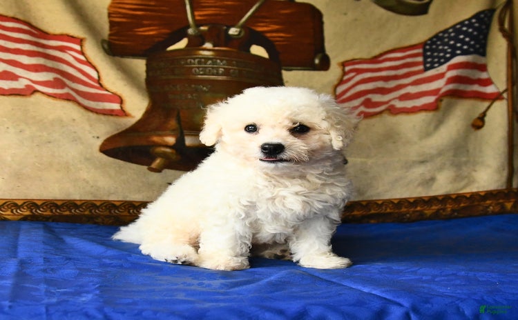 Bichon Frise dogs - Advert 9