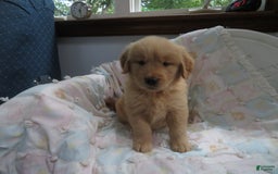 Golden Retriever dogs for sale: Starburst - Image 16