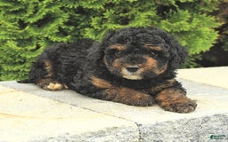 Miniature Poodle dogs for sale: Loura - Image 13