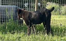 Central Asian Shepherd dogs for sale: Ana - Image 1