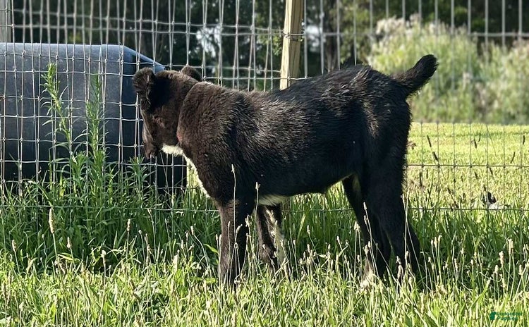 Central Asian Shepherd dogs for sale - Ad 1