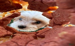 Cavachon dogs for sale: Ollie - Image 3
