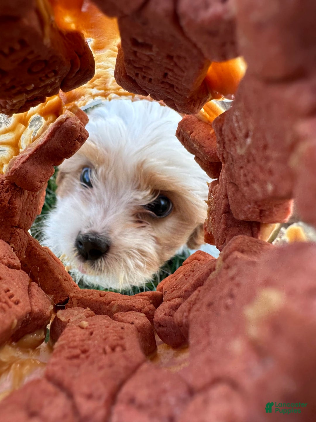 Cavachon dogs for sale: Ollie - Image 3