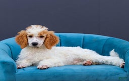 Standard Poodle dogs for sale: Rogan - Image 4
