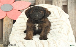 Mini Goldendoodle dogs for sale: Muffin - Image 5