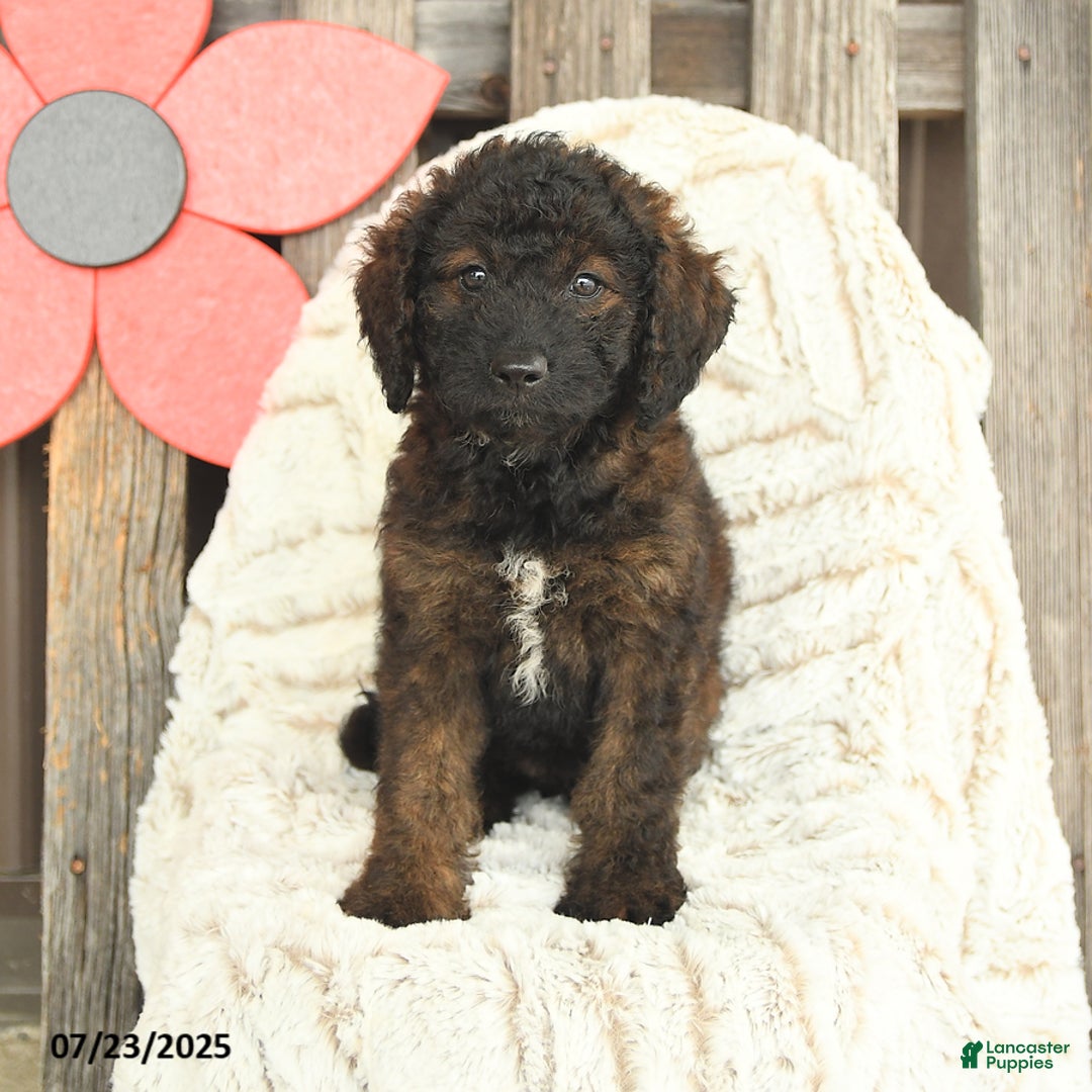 Mini Goldendoodle dogs for sale: Muffin - Image 5
