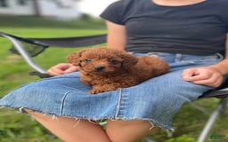  dogs for sale: Bailey - Image 1