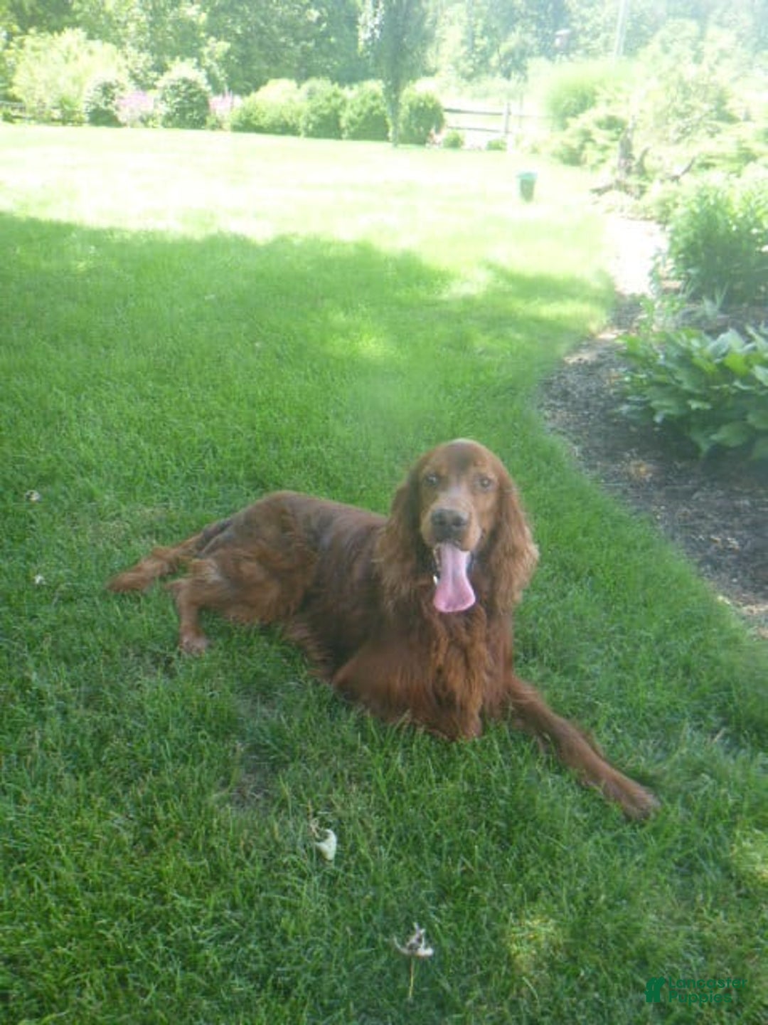 Golden Retriever dogs for sale: Finn - Image 5