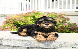 Miniature Poodle dogs for sale: Oscar - Image 10