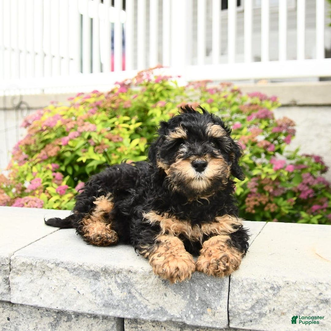 Miniature Poodle dogs for sale: Oscar - Image 10