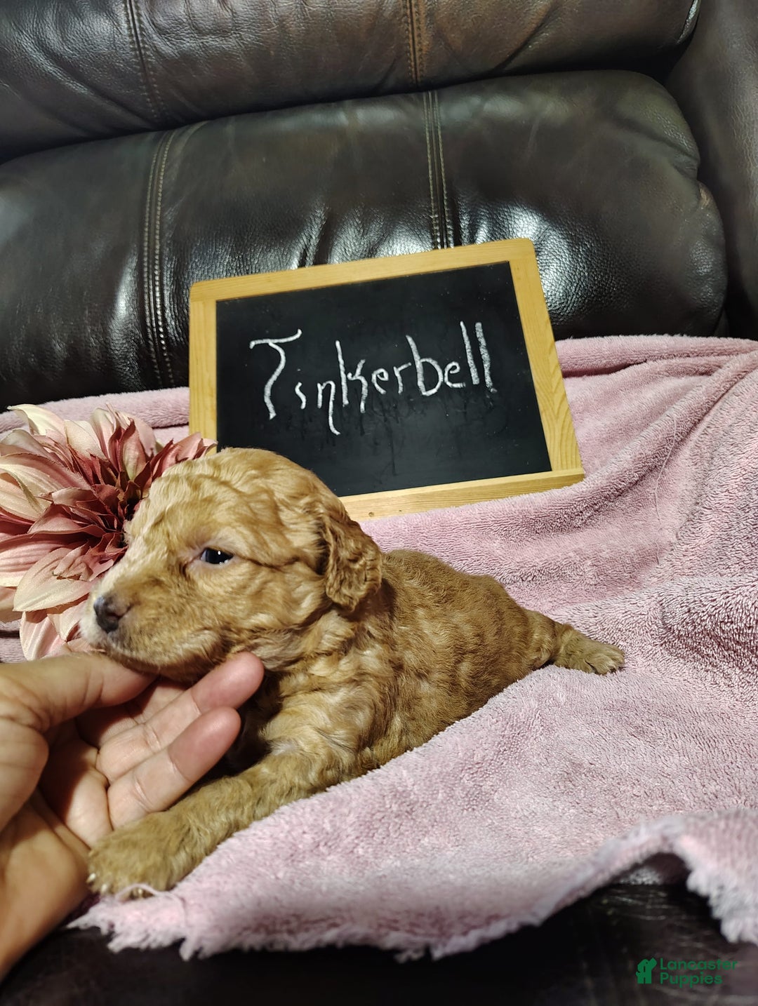 Mini Goldendoodle dogs for sale: Tinkerbell - Image 10