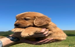 Golden Retriever dogs for sale: Honey - Image 11