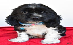 Cocker Spaniel dogs for sale: Pudge - Image 9
