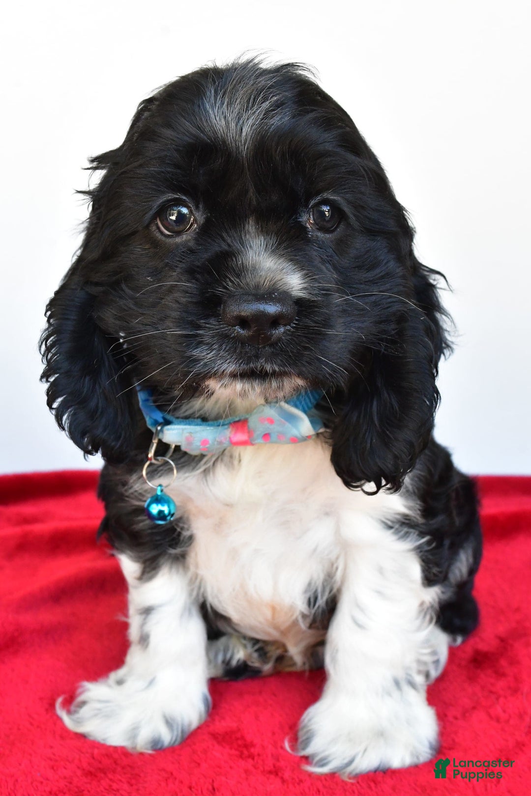 Cocker Spaniel dogs for sale: Pudge - Image 9