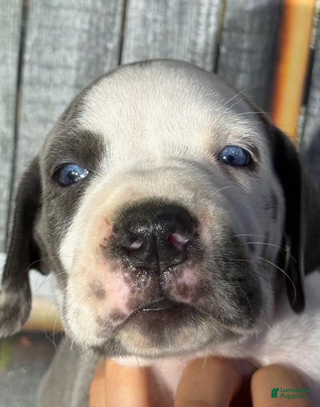 Great Dane dogs for sale: Julie - Blue Harlequin - Image 1