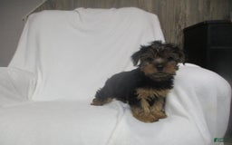 Yorkshire Terrier dogs for sale: Buddy - Image 3