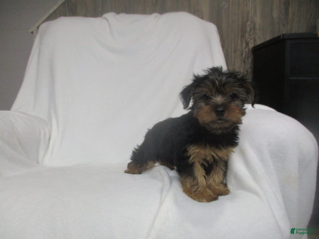 Yorkshire Terrier dogs for sale: Buddy - Image 3