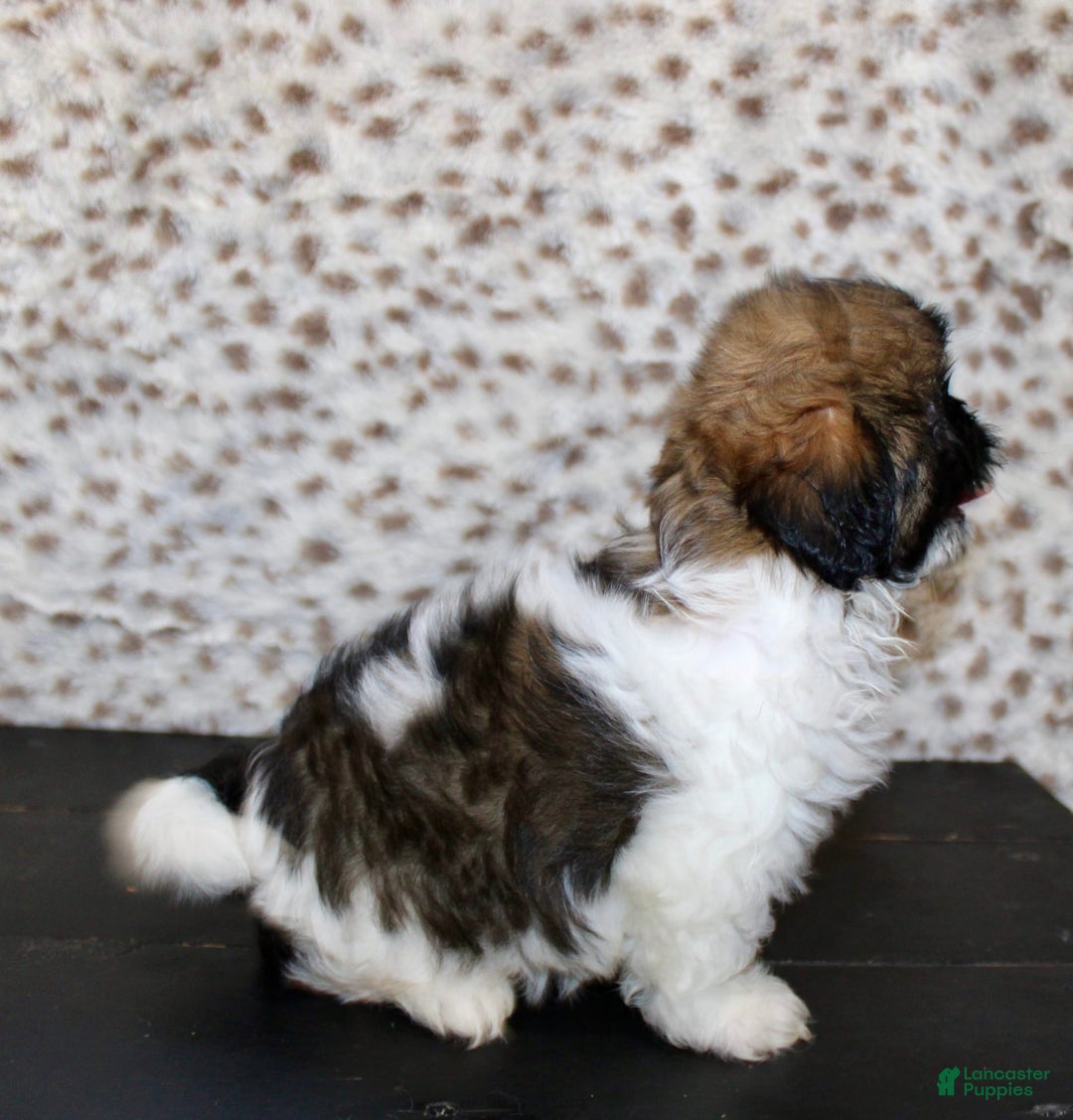 Shih Tzu dogs for sale: Sammie - Image 3