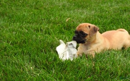 Jug dogs for sale: Jazmin - Image 5
