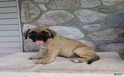 English Mastiff dogs for sale: Bear - Image 8