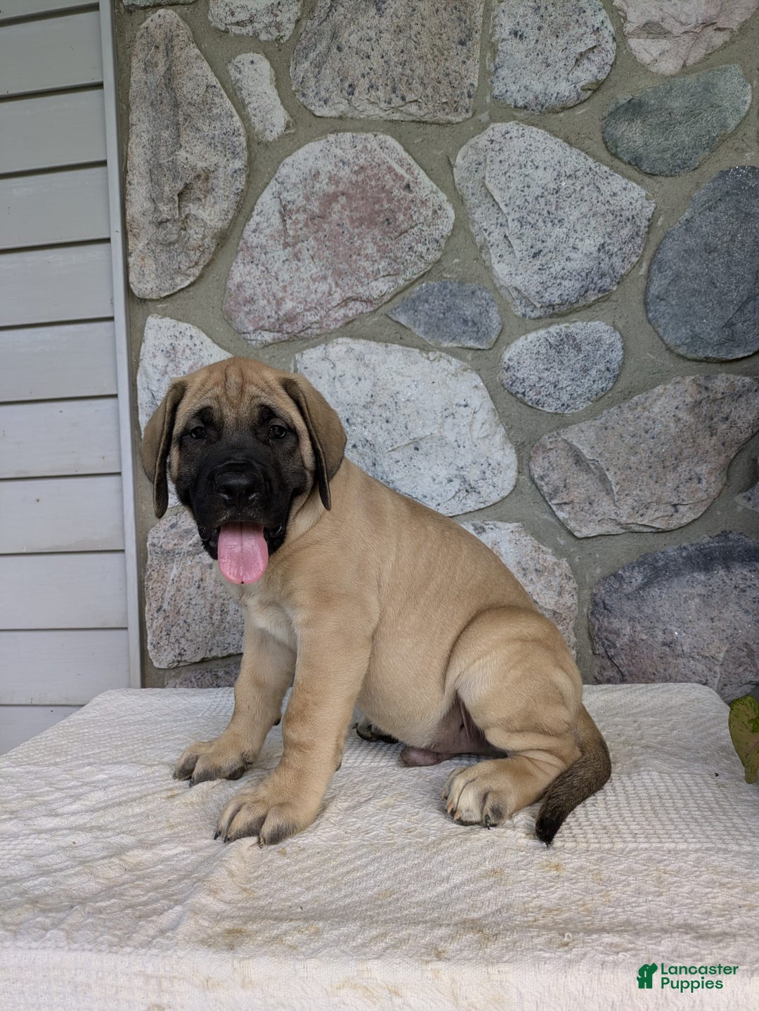 English Mastiff dogs for sale: Bear - Image 8
