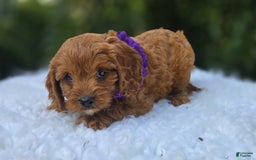 Cavapoo dogs for sale: Alice - Image 10