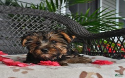 Yorkshire Terrier dogs for sale: Lilac - Image 9