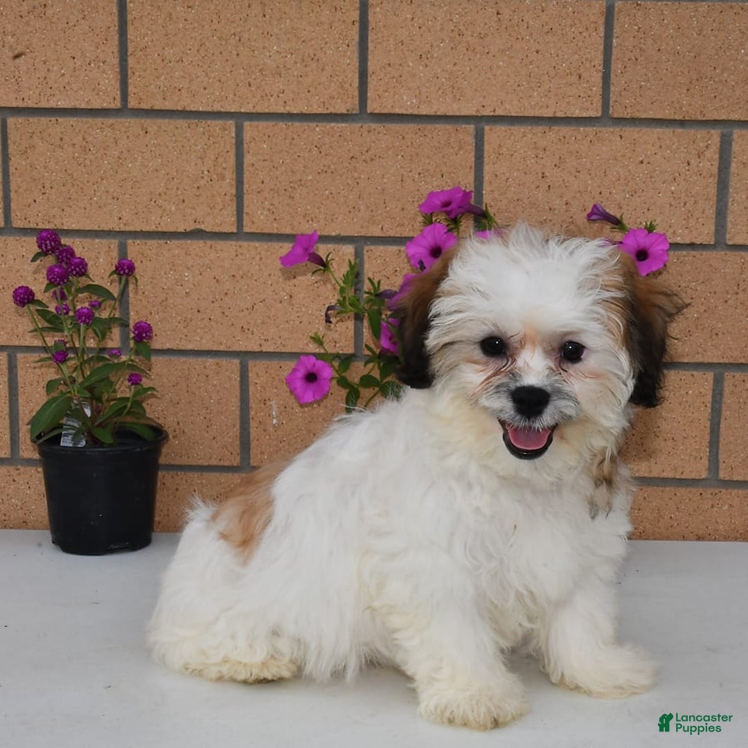Teddy Bear dogs for sale: Bailey - Image 9