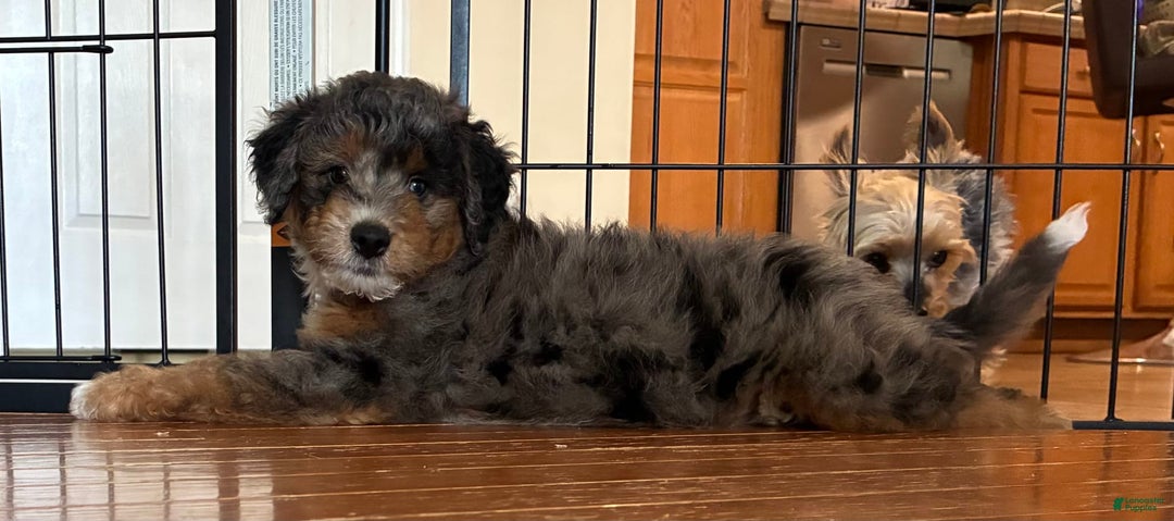 Aussiedoodle dogs for sale: Odin - Image 2
