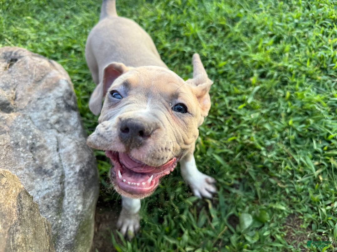 American Pit Bull Terrier dogs for sale: Russ - Image 29