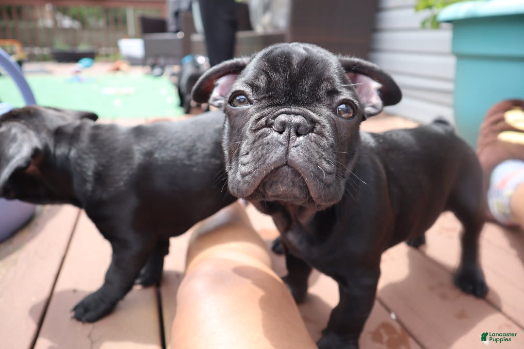 French Bulldog dogs for sale: Ty - Image 4