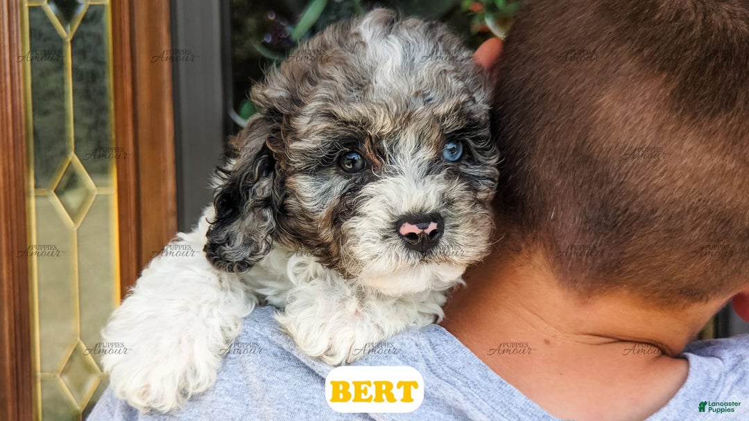 Cavapoo dogs for sale: Bert - Image 2