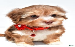 Havapoo dogs for sale: Myra - Image 1