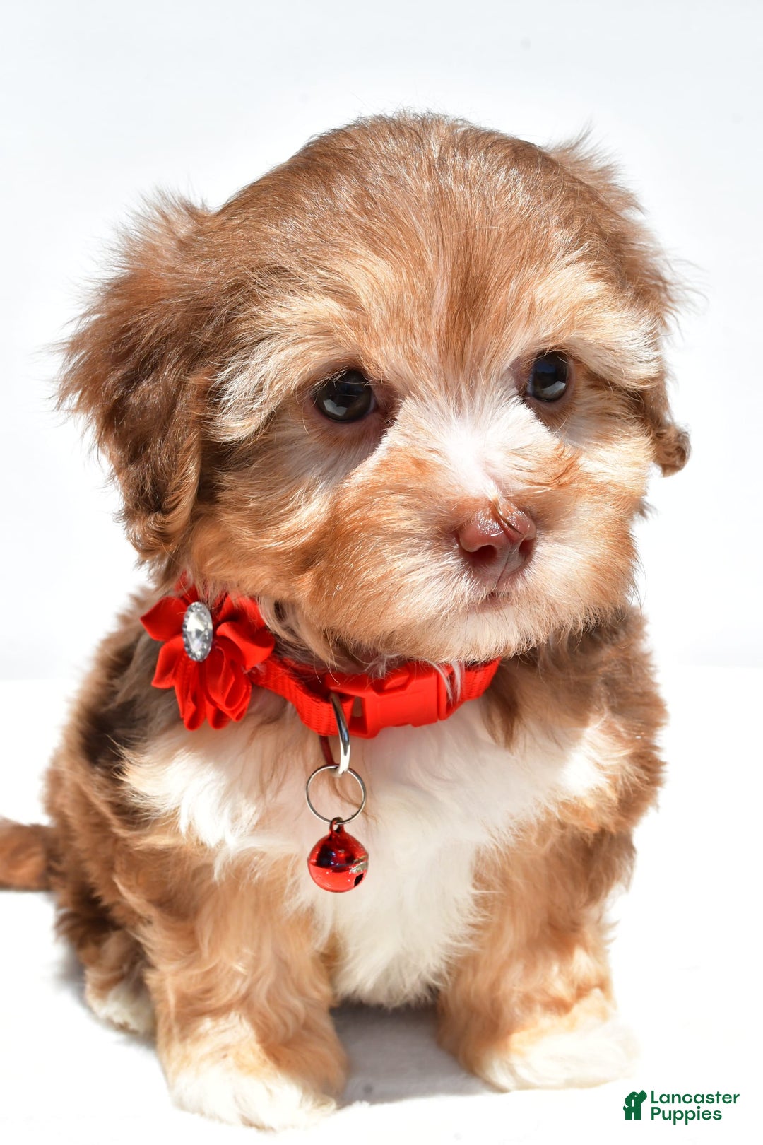 Havapoo dogs for sale: Myra - Image 1