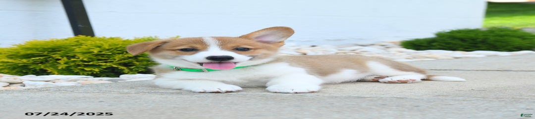 Toby