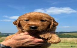 Golden Retriever dogs for sale: Fin - Image 14