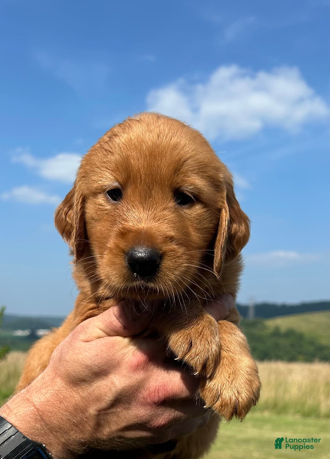 Golden Retriever dogs for sale: Fin - Image 14