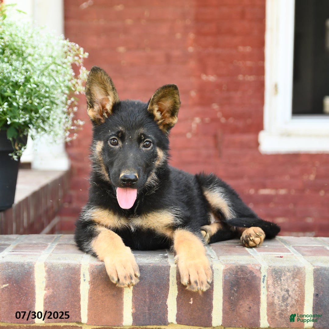 German Shepherd dogs for sale: Millie - Image 5