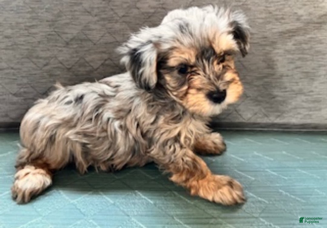 Maltipoo dogs for sale: Rugger - Image 1