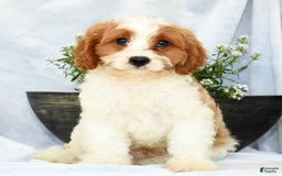 Cavapoo dogs for sale: Pluto - Image 8