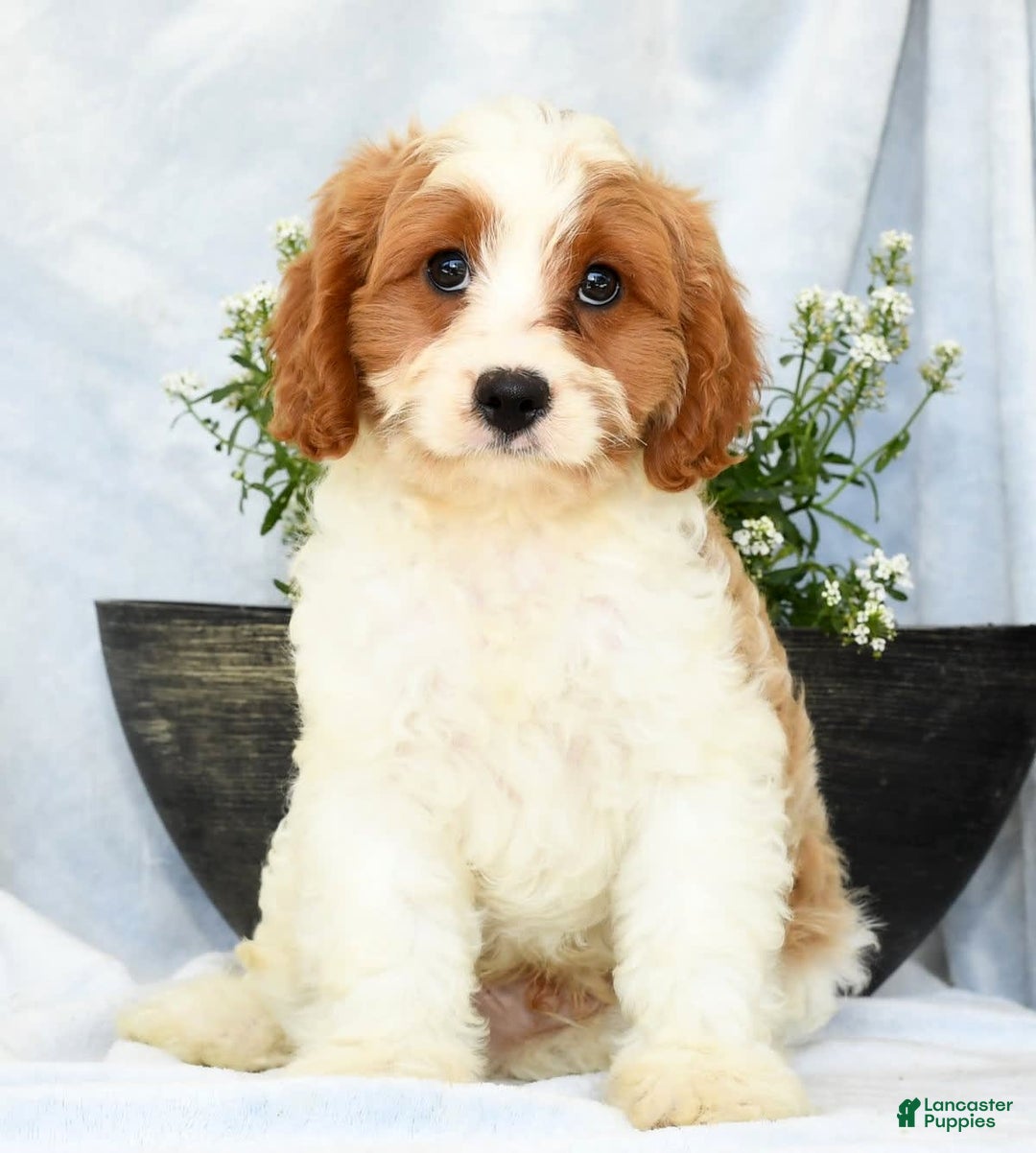 Cavapoo dogs for sale: Pluto - Image 8
