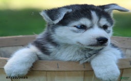 Gerberian Shepsky dogs for sale: Rocket - Image 1