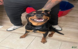 Rottweiler dogs for sale: Roxy - Image 5
